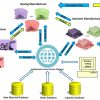 Infographic of B2B apparel supply chain workflow including fabric, garment, dyeing manufacturers and customer orders